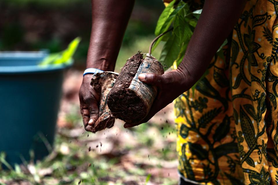 planting