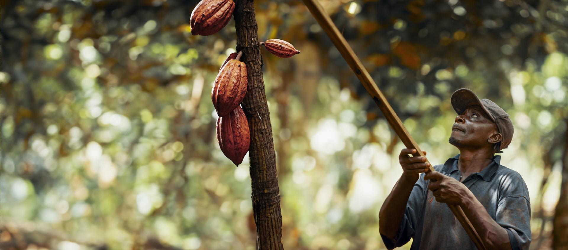 Callebaut Cocoa Horizons Foundation