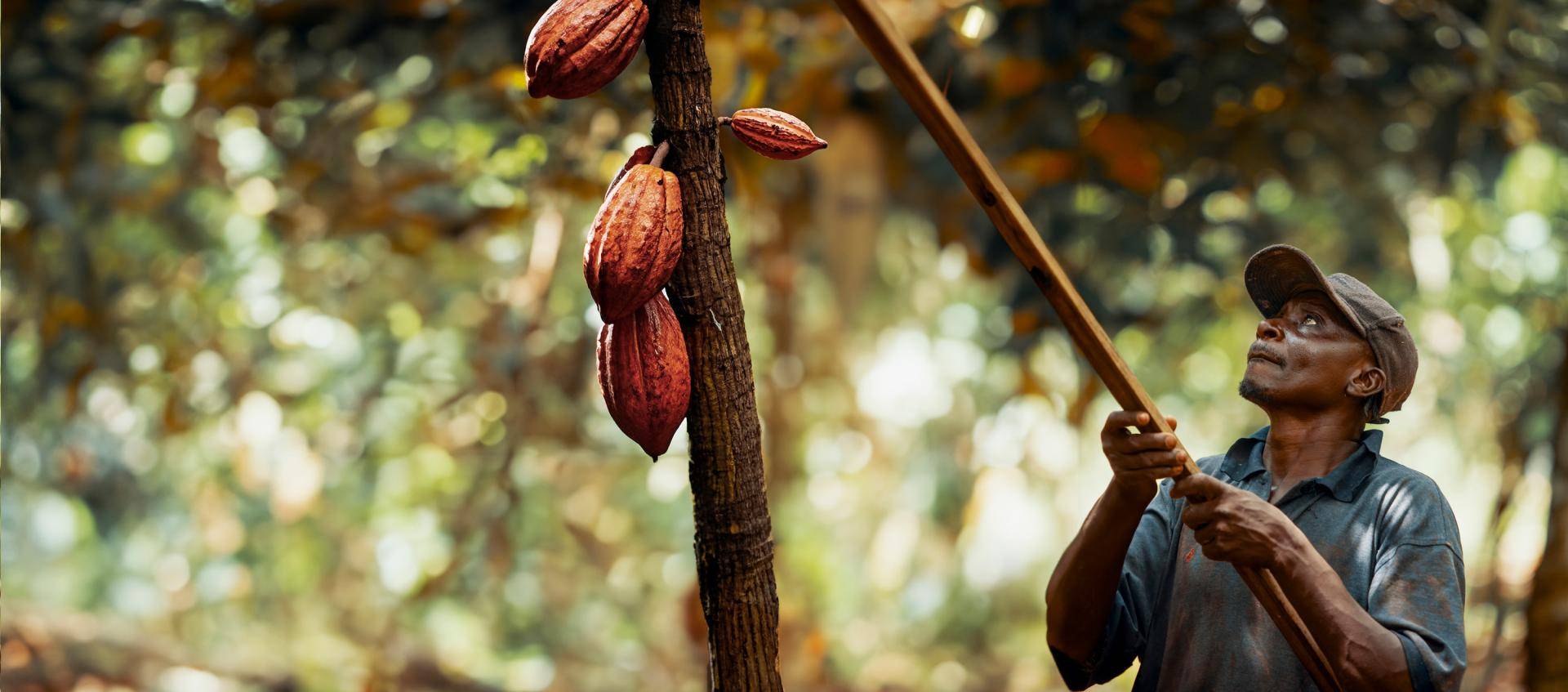 prospering_cocoa-farmers