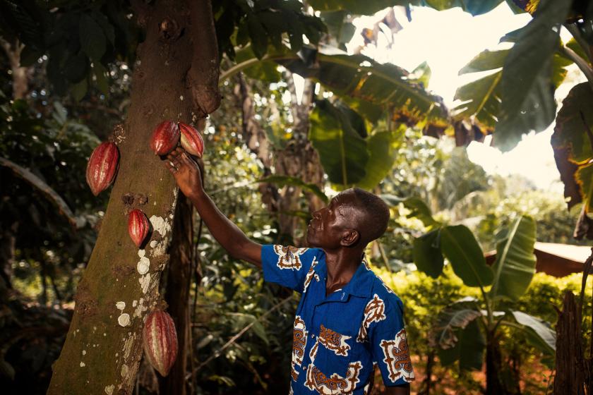 Reshaping cocoa farming