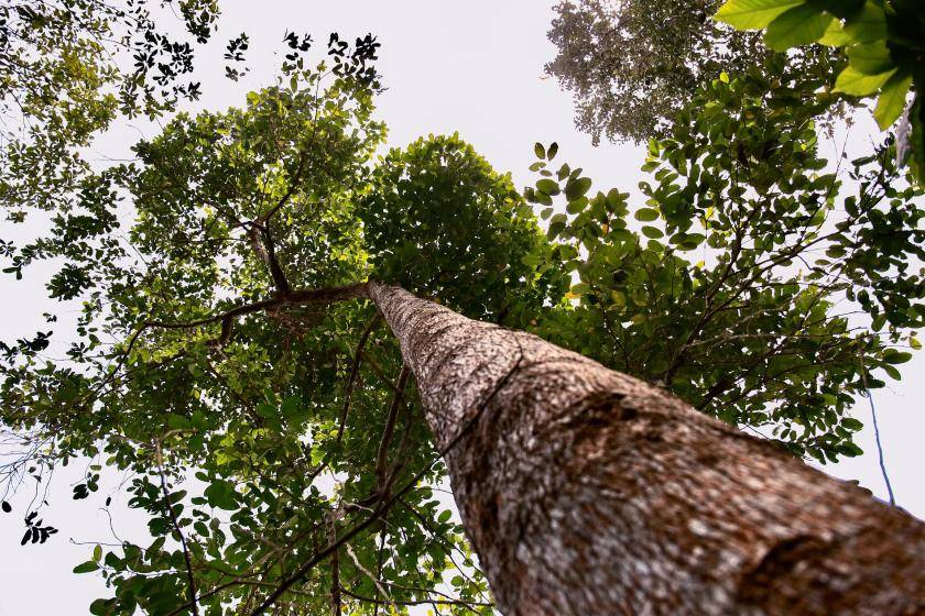 Regenerating ecosystems